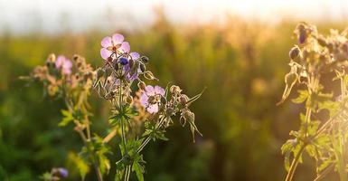 veld van wilde violette bloemen in het gras in de zon. lente, zomer, ecologie, natuurlijk leven op het platteland, authenticiteit, cottage core. kopieer ruimte foto