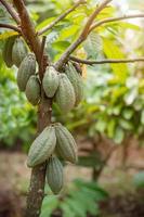 cacaofruit op een cacaoboom in tropisch regenwoudlandbouwbedrijf. foto