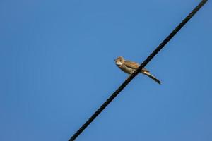 gemeenschappelijke whitethroat neergestreken op een telefoondraad foto