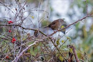 haagaccent of heggenmus op een doorn in de winter foto