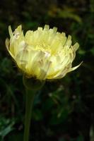 Gulden Vlies bloeiend in het wild in Toscane foto