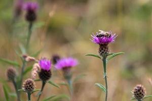 westerse honingbij verzamelt stuifmeel van een distel foto