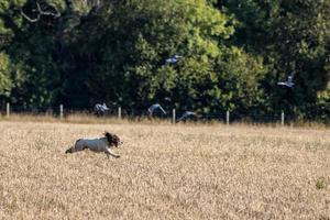 hond die door een onlangs geoogst tarweveld rent in de buurt van East Gristed foto