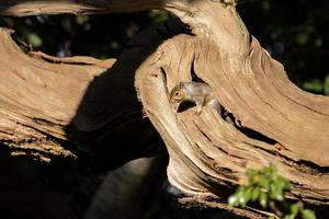 grijze eekhoorn in de herfstzon in de late namiddag foto