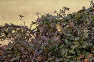 geelgors in de braamstruiken genietend van de ochtendzon foto