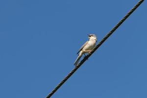 gewone whitethroat zingen op een telefoondraad foto