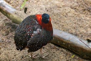 sater tragopan staande in het zand foto