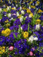 kleurrijk bed van bloemen in East Grisstead foto
