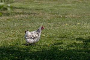 ongewone kip in een tuin in de buurt van ardingly foto