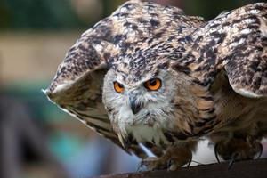 Euraziatische oehoe bereidt zich voor op vlucht foto