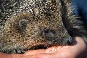 Europese egel wordt vastgehouden foto