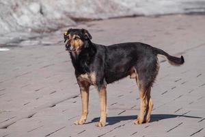 volwassen zwerfhond met een geel oormerk op straat. foto