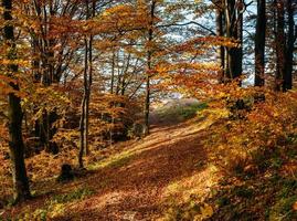 kronkelende weg in de herfstlandschap foto