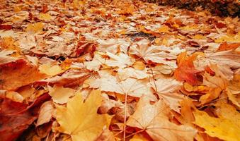kleurrijke herfstbladeren foto