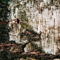 achtergrondstructuur van berkenschors foto