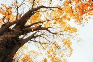 gouden bladeren in de herfst foto