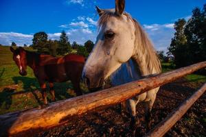 grappig paard close-up foto