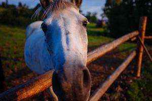 grappig paard close-up foto