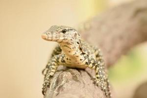 watermonitor of varanus salvator is een grote hagedis. foto