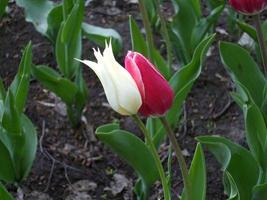 witte en roze tulpen foto