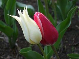 witte en roze tulpen. macro foto