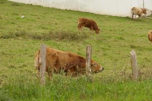 Galicische koeien op groene weiden foto