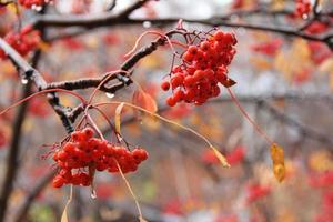 boom in de herfst rowan bessen met regendruppels. regenachtig weer en druppels op bessen. voer de vogels in de winter. natte sneeuw. sneeuwbrij. foto