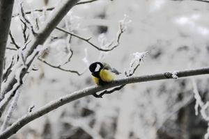 mees op een tak. vogel. winter. bevriezen. foto