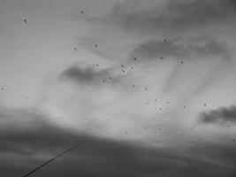 vogels vliegen over de zonsondergang, achter vissershengel foto