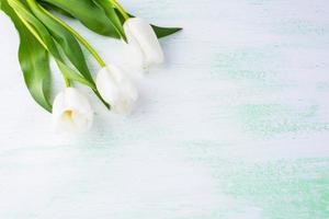 witte tulpen grens achtergrond foto
