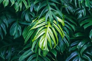 tropische groene bladeren op donkere achtergrond, natuur zomer bos plant concept foto