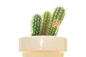 cactus doornige plant vetplanten groenblijvende kamerbloem in een bloempot op tafel foto