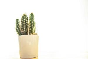 cactus doornige plant vetplanten groenblijvende kamerbloem in een bloempot op tafel foto