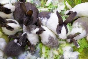 groep konijnen. konijnen die gras eten op de vloer in de kooi foto