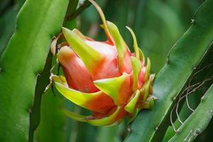 drakenfruit in de tuin foto