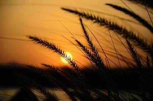 grassen bij zonsondergang foto