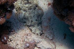 krokodilvissen in zand op de zeebodem foto