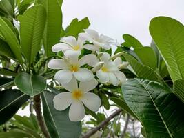 foto van witte frangipani bloemen