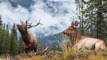 elanden van de Colorado Rocky Mountains foto