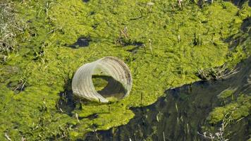 niet-recyclebare plastic fles op het oppervlak van een vuile vijver. concept van plastic vervuiling, klimaatverandering en milieubehoud. microplastic vervuild water in europa. foto