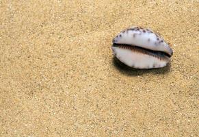 gedroogde monetaria moneta schelp op het zand foto