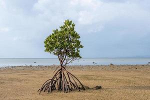 enkele mangroveboom op het strand op het eiland ishigaki, japan foto