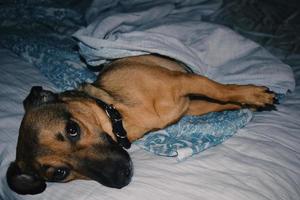 een kleine bastaardhond ligt onder een deken op het bed en kijkt met droevige ogen foto
