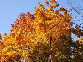 oranje herfst esdoorn bladeren. de schoonheid van de natuur. foto