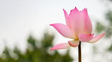 prachtige lotusbloemen bloeien in de tuin foto