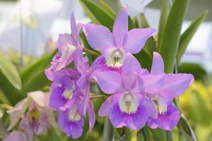 Cattleya is een geslacht van 113 soorten orchideeën van Costa Rica en de Zuidelijke Antillen tot Argentinië. foto