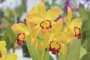 Cattleya is een geslacht van 113 soorten orchideeën van Costa Rica en de Zuidelijke Antillen tot Argentinië. foto