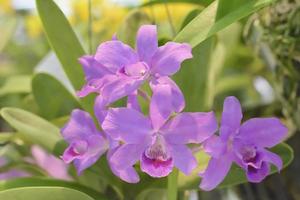 Cattleya is een geslacht van 113 soorten orchideeën van Costa Rica en de Zuidelijke Antillen tot Argentinië. foto