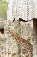 een close-up van een giraffe in een dierentuin foto