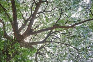 onderaanzicht van veel groene bladeren op takken van een grote boom met zonlicht in tropisch park foto